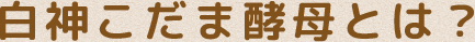 白神こだま酵母とは？